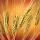 CUM GRANO SALIS: IL GUSTO DEL GRANO